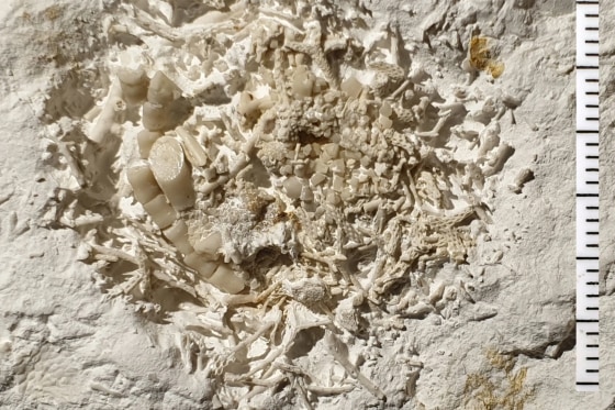 A regurgitated lump of sea lily fragments from at least two different species of sea lilies that were eaten during the Cretaceous period 66 million years ago.