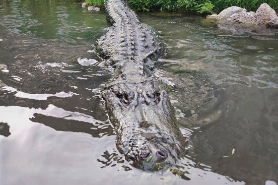 Alligator that starred in ‘Happy Gilmore’ dies of old age in Colorado