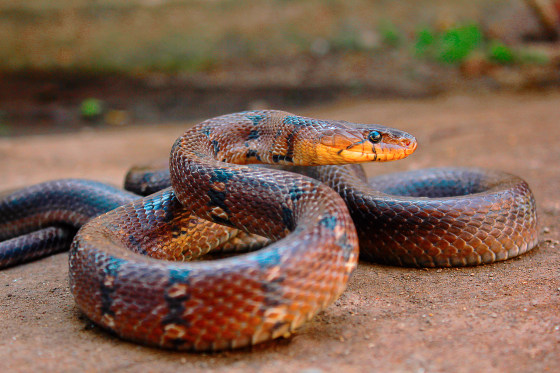 Montanne Trinket, Mulshi, Coelognathus helena monticollaris, Pune District, Maharashtra, India