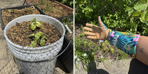 Over time, gardeners collect a variety of tools that work for their plants’ needs, but experts recommend starting out with the basics like a shovel and hoe.