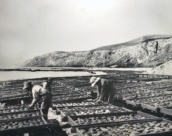 Japanese fishermen played an instrumental part in developing Southern California’s tuna fishing industry. 