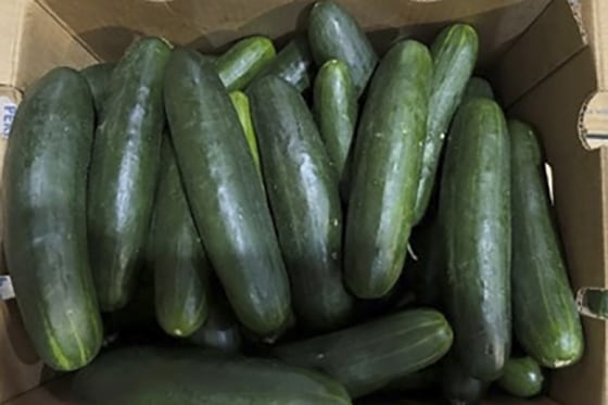 Cucumbers in Florida recalled for salmonella in an undated photo.