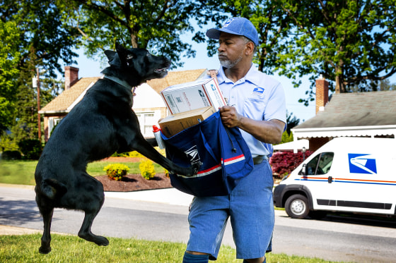 National Dog Bite campaign photo
