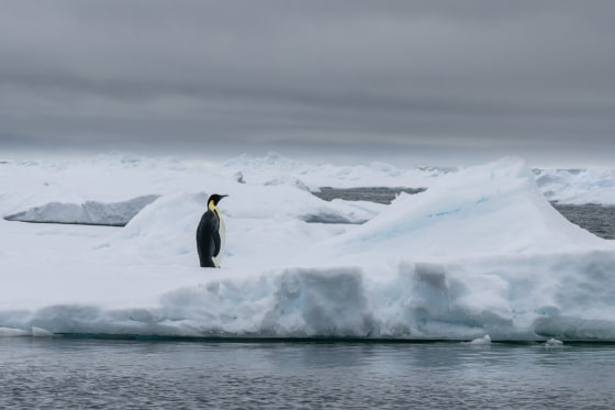 Emperor penguin on iceberg in Antarctica.