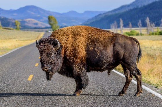 Large male bison on road
