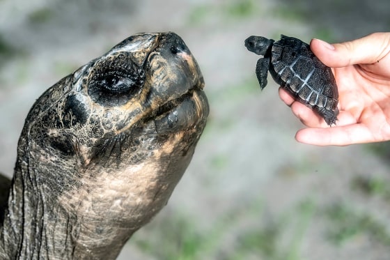 Goliath the Galapagos tortoise meeting his first offspring at Zoo Miami on Thursday.