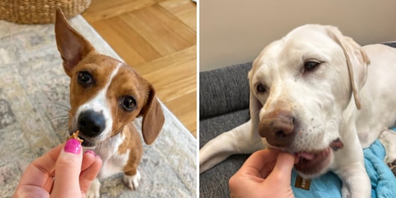 Rewarding your dog with treats when they have good behavior is part of positive reinforcement training, experts say.