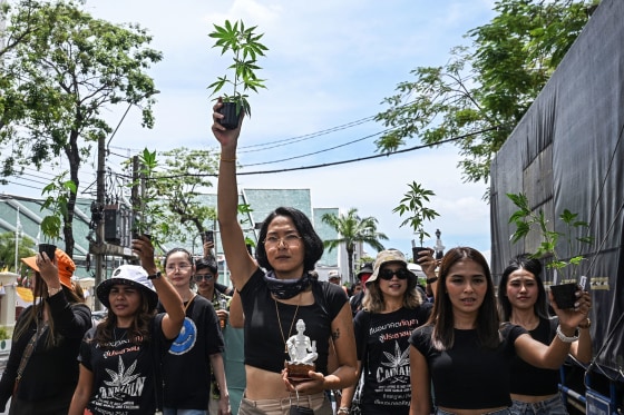 THAILAND-POLITICS-SOCIETY-DRUGS-CANNABIS