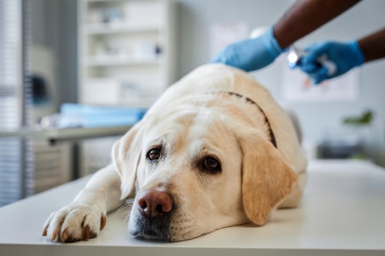Labrador lying on white medical table and looking at camera