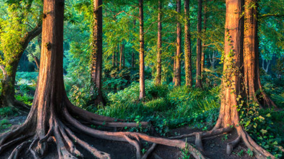 Especies de árboles