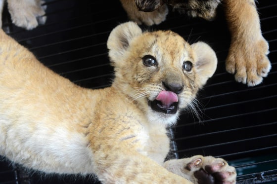 Newborn Lion And Tiger Cubs At Qingdao Zoo