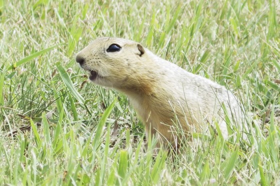 Ground Squirrels-North Dakota