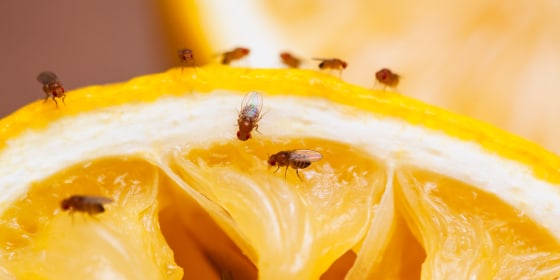 You can use natural ingredients like apple cider vinegar or plug-in fly traps to rid your home of flies, mosquitoes and other pests.
