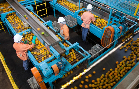 Workers inspect oranges on the production line