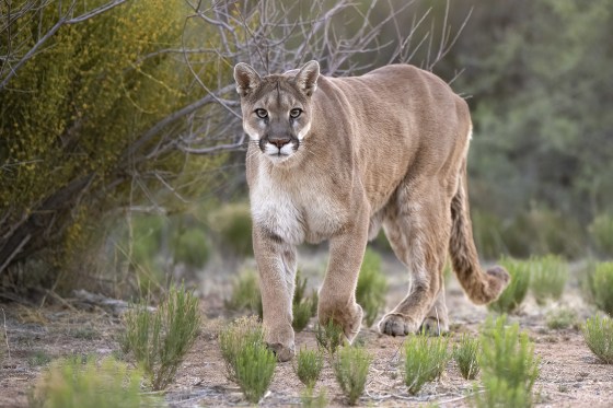 Mountain Lion Rescued in Arizona, USA