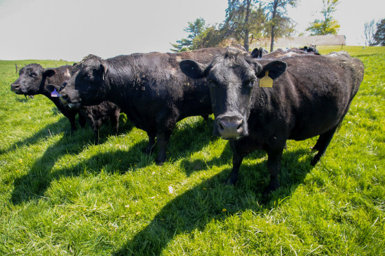 Angus cattle graze at a farm.