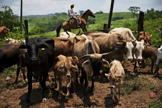 A ranch worker drives cattle to a corral