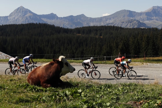 Culling of infected cows leads - 250725 Tour De France Cows Mb 1339 51dcc1