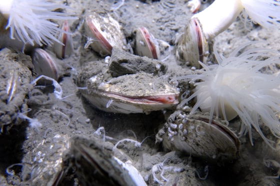 Dense aggregation of vesicomyid bivalves in the sediment at 5,743 meters at Clam Bed.
