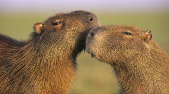 Capibaras