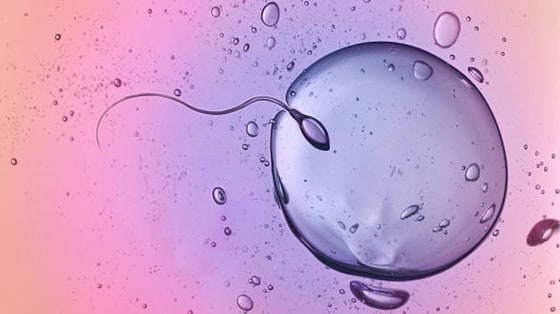 Óvulo y espermatozoides