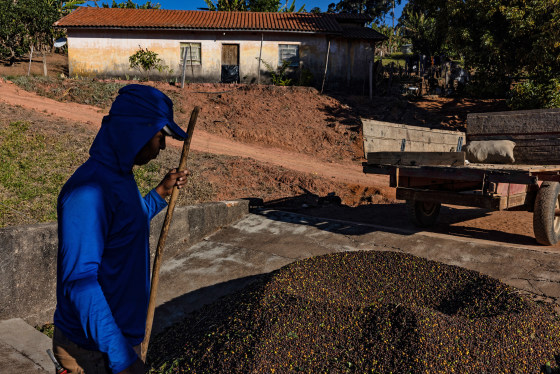 A Coffee Harvest As Trump Tariffs Threaten US Consumption Outlook