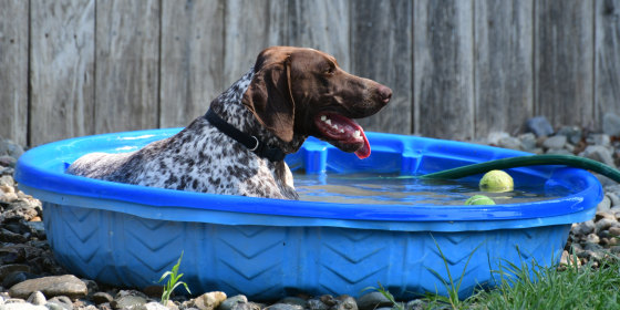 Dogs’ average body temperature is naturally a few degrees higher than humans, making it extra important to take precautions in the heat and humidity, experts say.