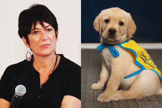 Ghislaine Maxwell; a puppy in a Canine Companions vest