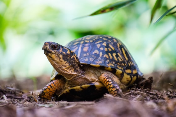 An eastern box turtle.