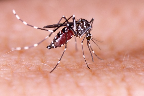 Aedes aegypti.