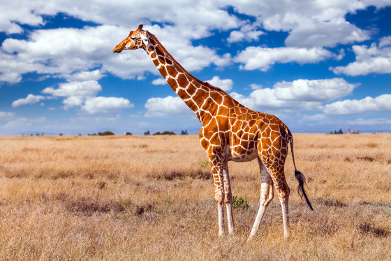Giraffe in the African savannah. Masai Mara, Kenya