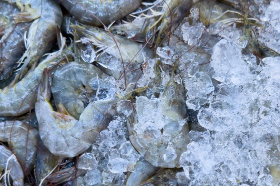 More frozen shrimp recalled after possible radioactive contamination, FDA  says