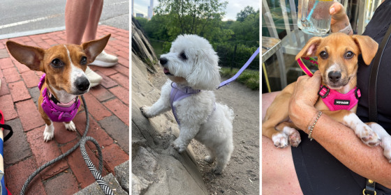 Harnesses are a popular alternative to a collar-leash system that can be safer and more comfortable for your dog.