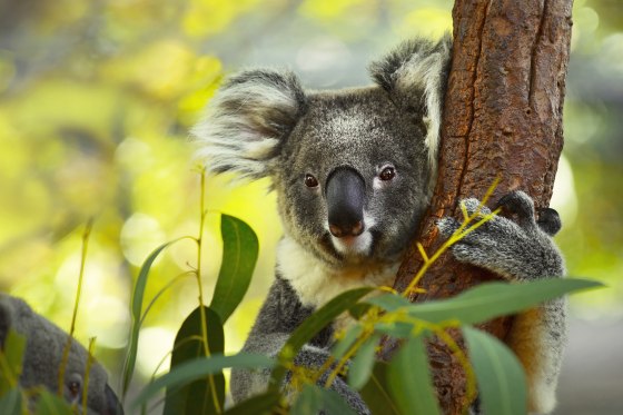 Koala