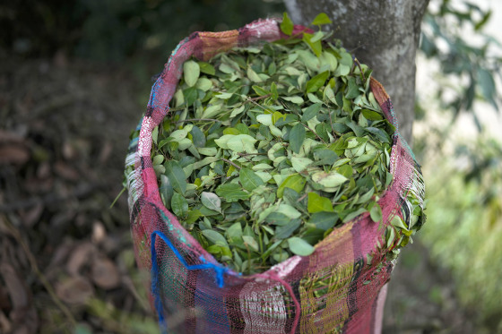 coca leaves