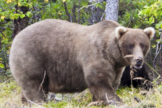 Grazer, the two-time defending Fat Bear Week champion, in Katmai National Park in Alaska in September 2024.