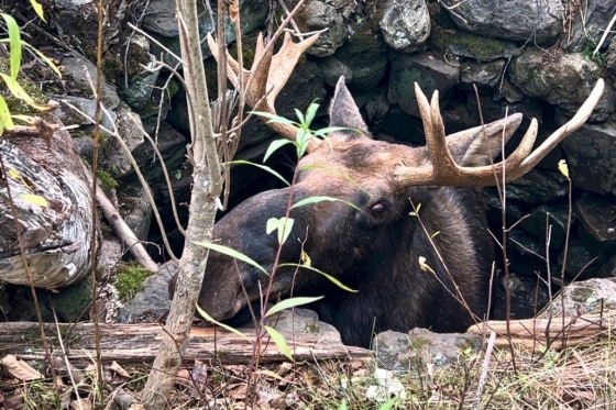 Trapped Moose rescue from well