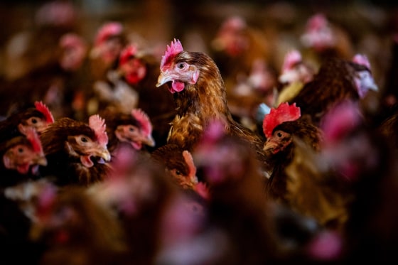 Poultry Farm Operations As Egg Prices Soar