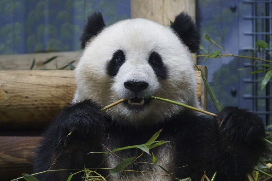 Pandas At National Zoo In Washington DC