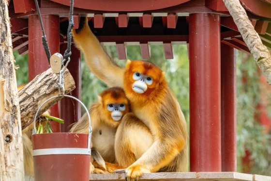 Golden snub-nosed monkeys from China at the Pairi Daiza zoo in Brugelette, Belgium.