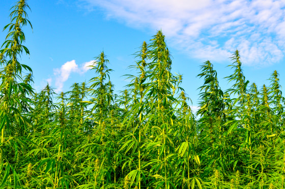 A lot of hemp growing on a hemp farm.