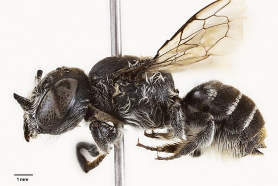 The Megachile lucifer bee species.