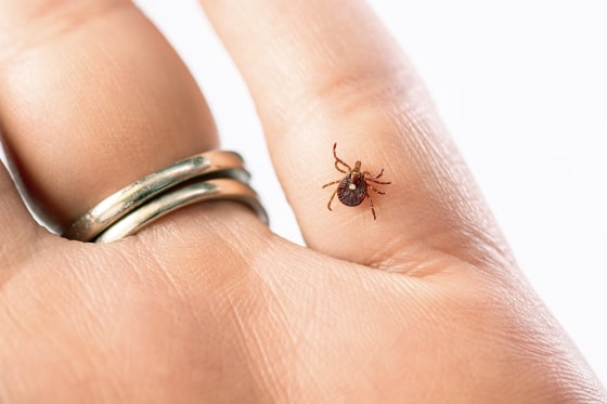 Adult female lone star tick, Amblyomma americanum, crawling on a person’s hand.