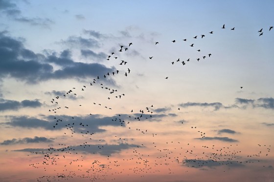 A flock of birds flying over the dawn sky