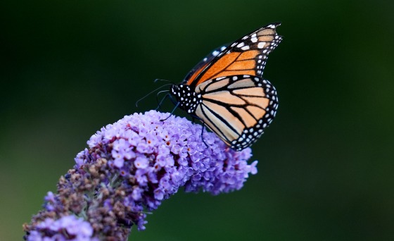 Butterflies of Music Garden in Toronto