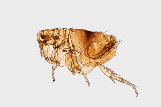 Flea Morphology