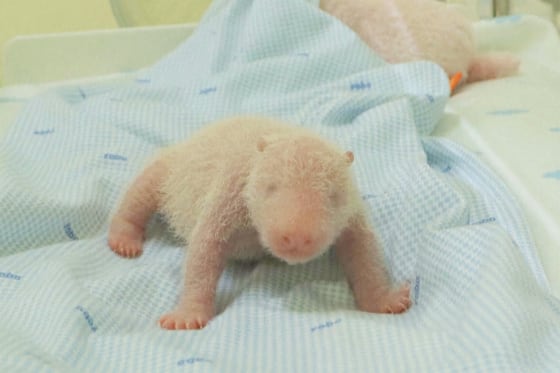 A newly born giant panda cub named Satrio Wiratama in an incubator at Taman Safari in Cisarua, West Java, Indonesia.