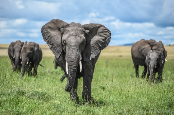 Elephants roam in grass outside
