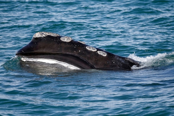 A North Atlantic right whale peeks above the ocean surface