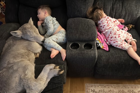 Winter Weather-Cold Calf